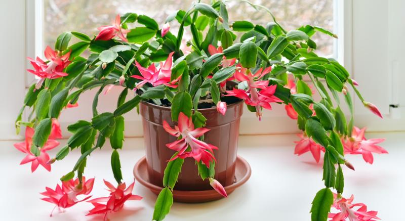 Jak uratować grudnika z wiotkimi liśćmi, gdy nie chce kwitnąć?