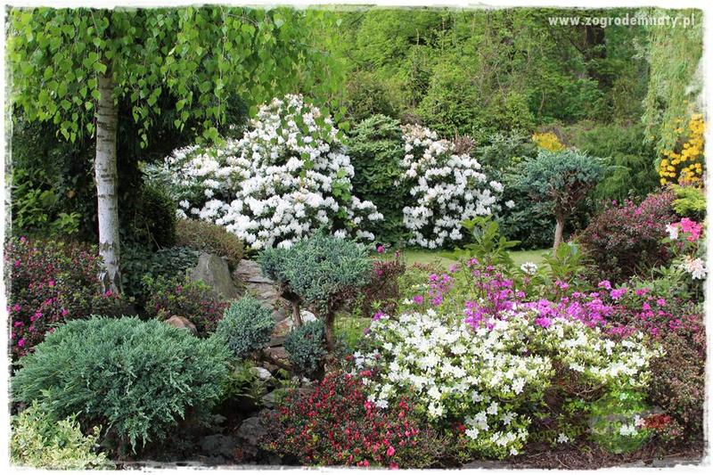 Jak uratować rododendrony, gdy ich liście zwijają się lub schną?