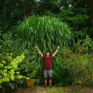 Kiedy i jak efektywnie sadzić miskant olbrzymi w ogrodzie?