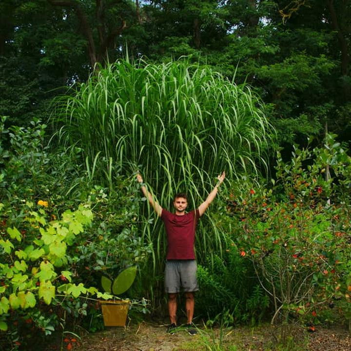 Kiedy i jak efektywnie sadzić miskant olbrzymi w ogrodzie?