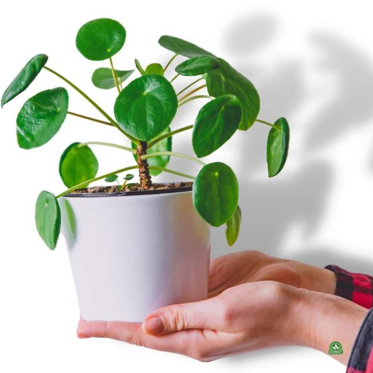 Kwiat pieniazek – jak go uprawiać i pielęgnować, aby pięknie kwitł?