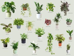 Najpiękniejsze rośliny doniczkowe o ozdobnych liściach – jakie wybrać do swojego wnętrza?