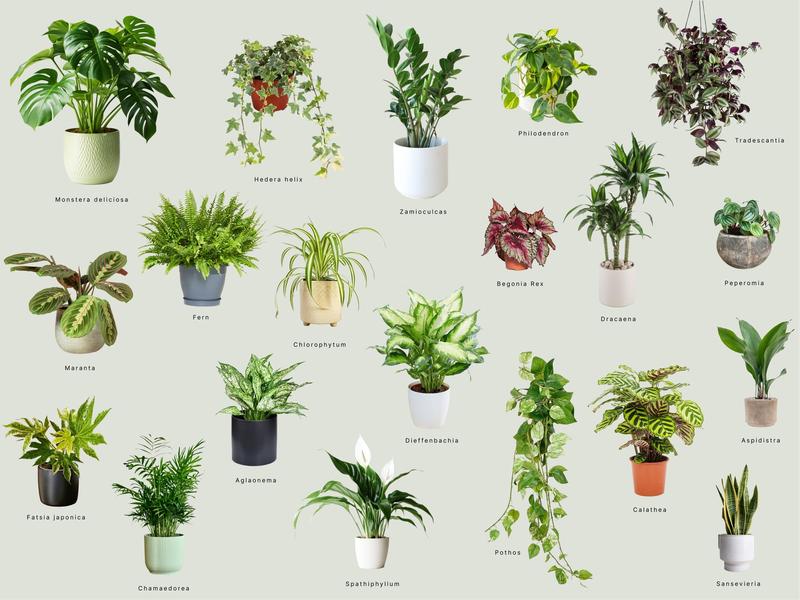 Najpiękniejsze rośliny doniczkowe o ozdobnych liściach – jakie wybrać do swojego wnętrza?