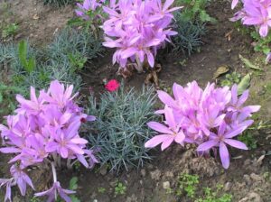 Opinie na temat węgla z kopalni Ziemowit – co mówią użytkownicy?