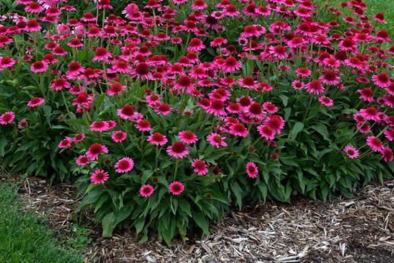 Sekrety pielęgnacji jeżówek – jak sprawić, by kwitły pięknie przez lata