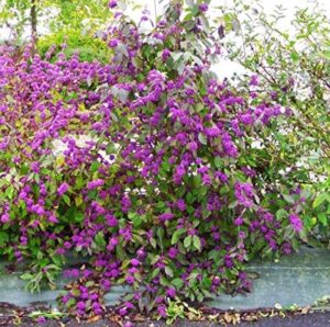 Sekrety uprawy i pielęgnacji pieknotki bodiniera w Twoim ogrodzie