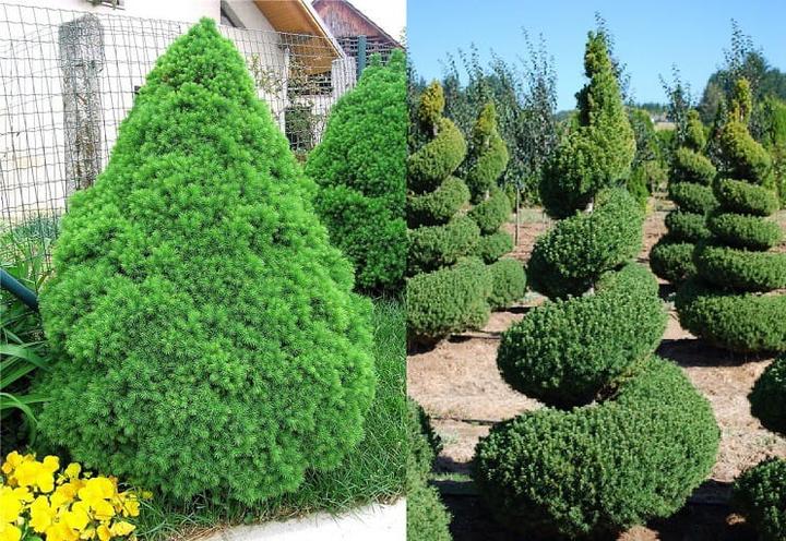 Aranżacja ogrodu ze świerkiem Conica