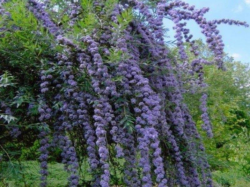 Budleja pielęgnacja i przedłużenie kwitnienia