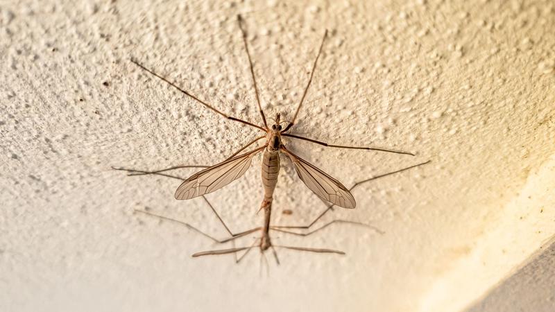 Charakterystyka i biologia koziulków