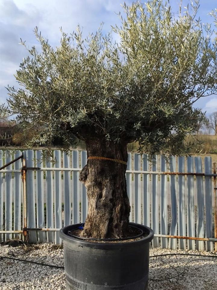 Choroby i szkodniki drzewka oliwnego