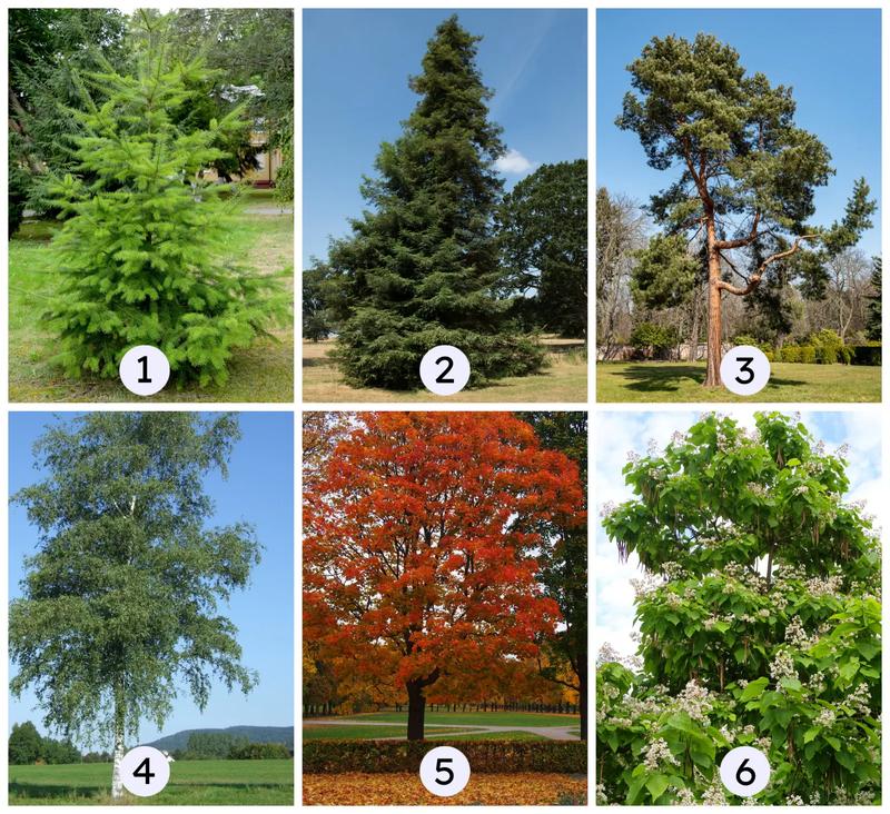 Drzewka ozdobne do ogrodu