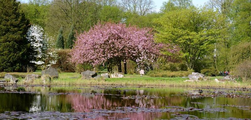 Jak założyć ogród ziołowy