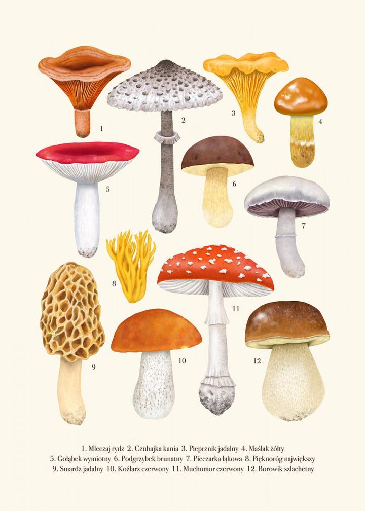 Jakie wody do moczenia grzybów