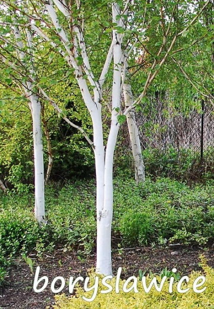 Kiedy sadzić brzozy