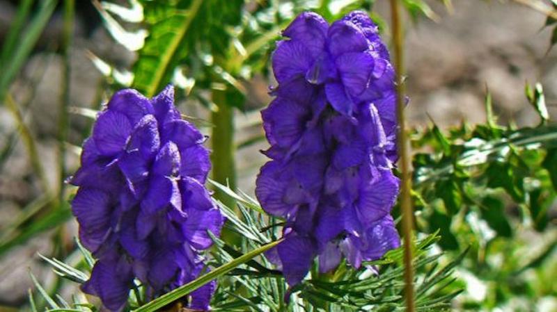 Łączenie stylów ogrodu nowoczesnego i rustykalnego