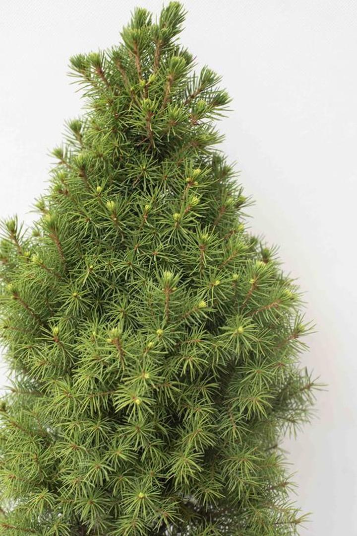 Miejsca sadzenia świerka Conica