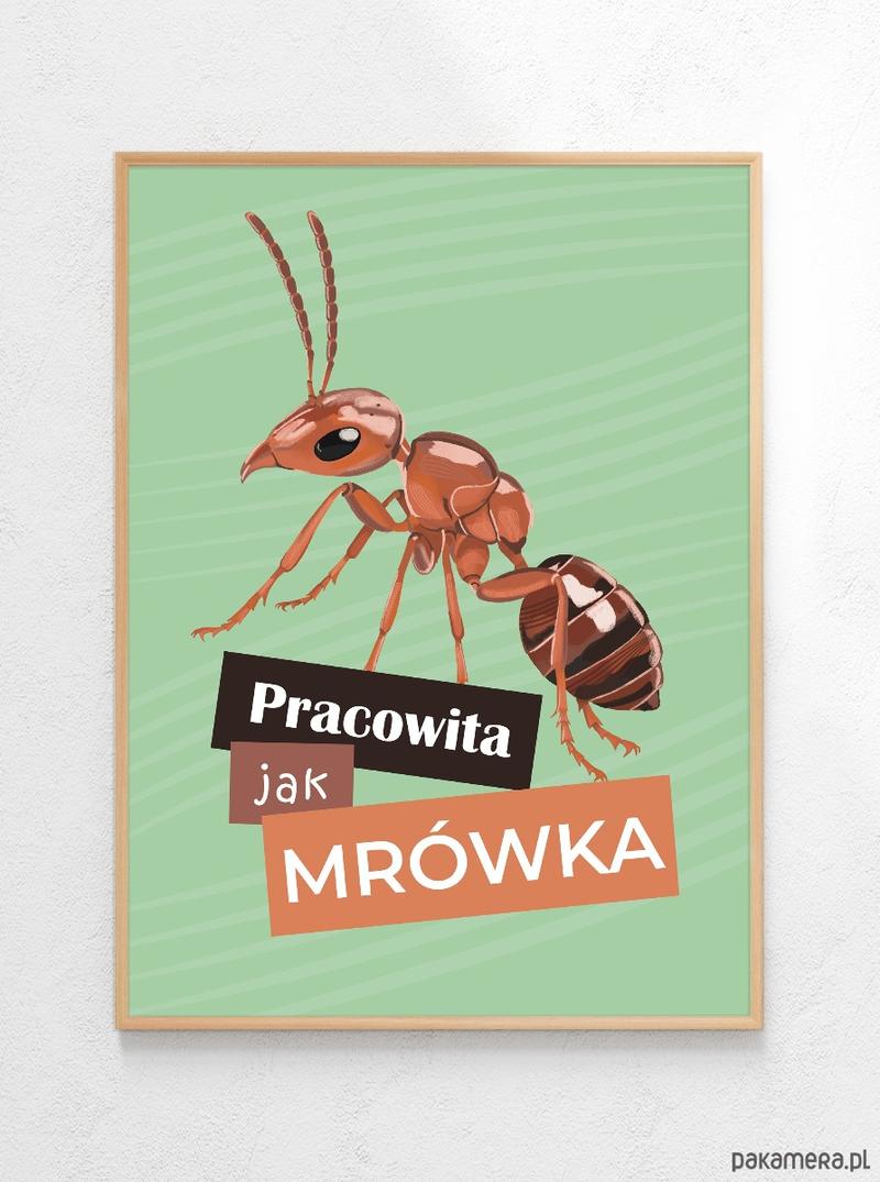 Naturalne sposoby na mrówki w ogrodzie