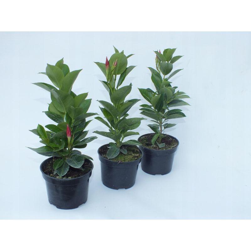 Pielęgnacja sundaville zimą