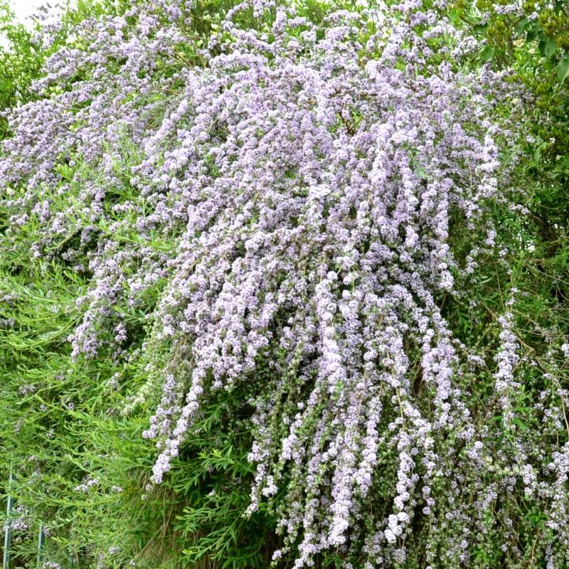 Podlewanie i nawożenie budlei