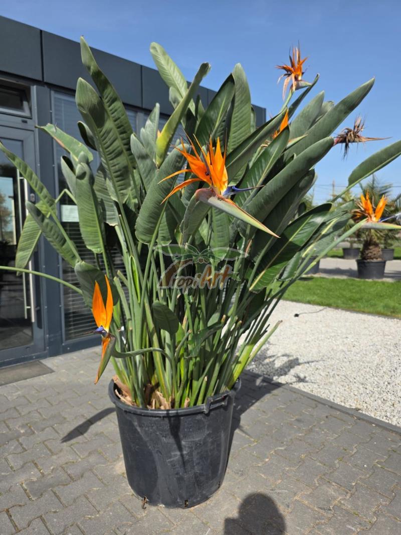 Podlewanie i nawożenie strelicji