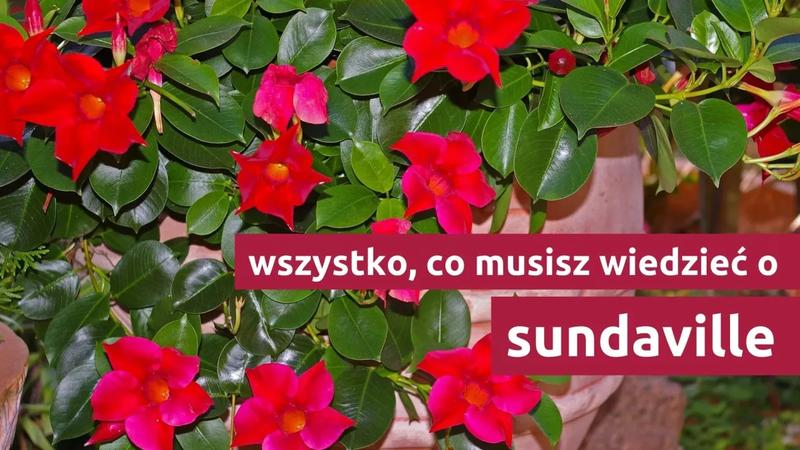 Przygotowanie sundaville do spoczynku zimowego