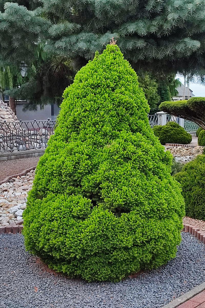 Rośliny towarzyszące do świerka Conica