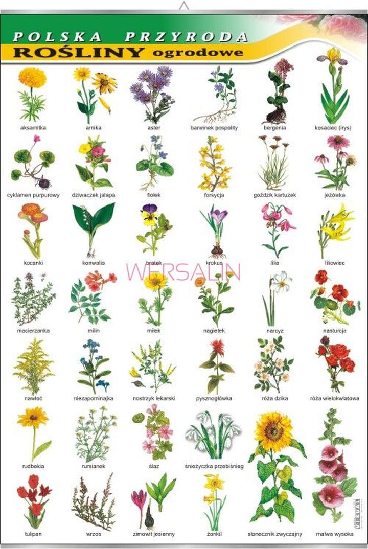 Rośliny wieloletnie i jednoroczne