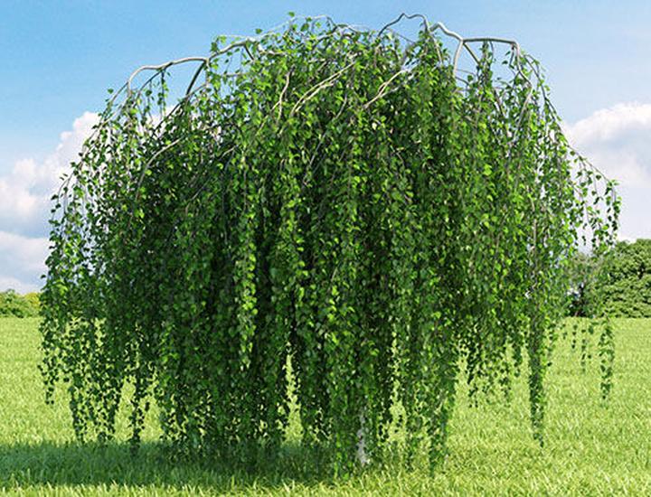 Sadzenie brzóz krok po kroku