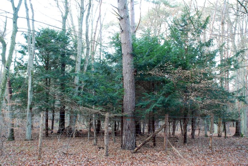 Skuteczne przycinanie cisów