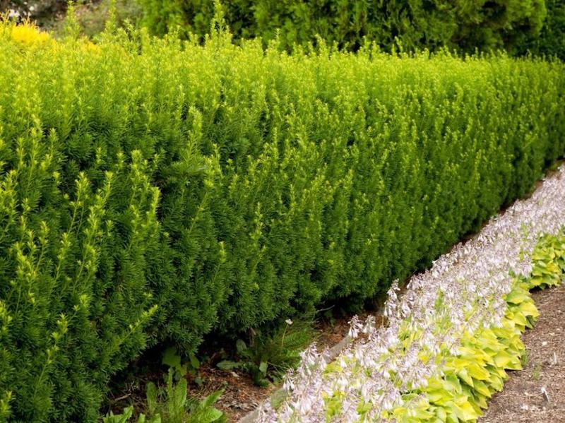 Techniki i narzędzia cięcia cisów