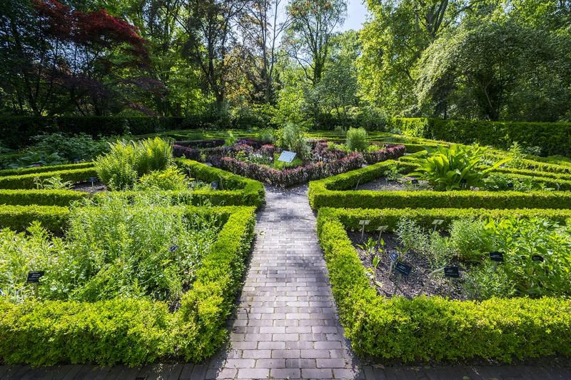 Uprawa i pielęgnacja ziół