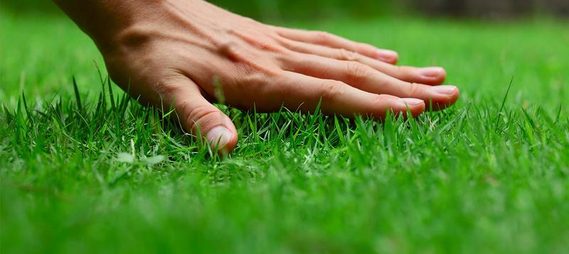 Usuwanie mchu i chwastów z trawnika