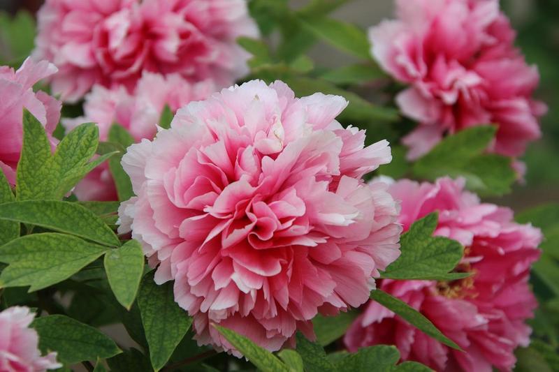 Warunki glebowe i klimatyczne piwonii