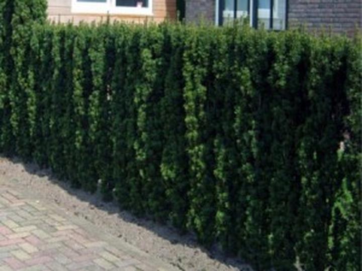 Wpływ przycinania na zdrowie cisów