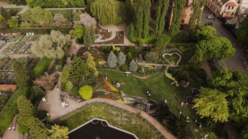 Wybór ziół i ich właściwości