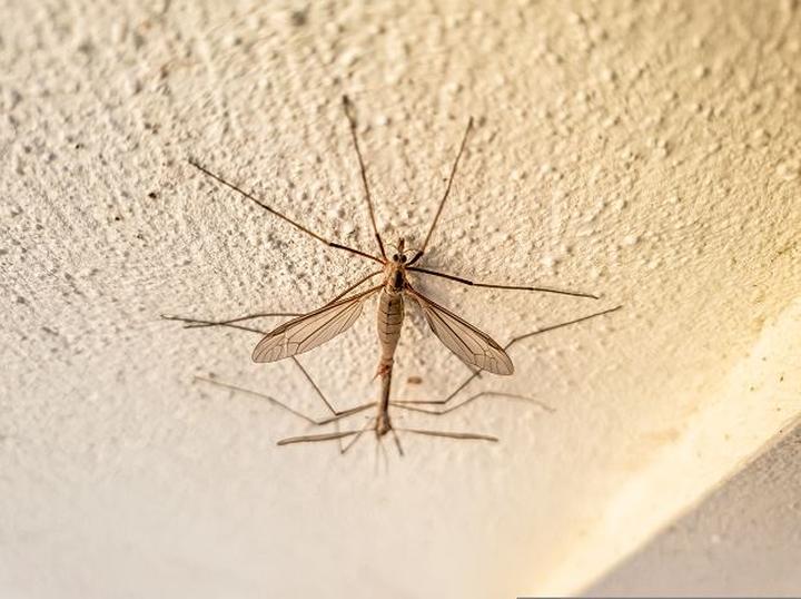 Zagrożenia zdrowotne ukąszeń koziulków