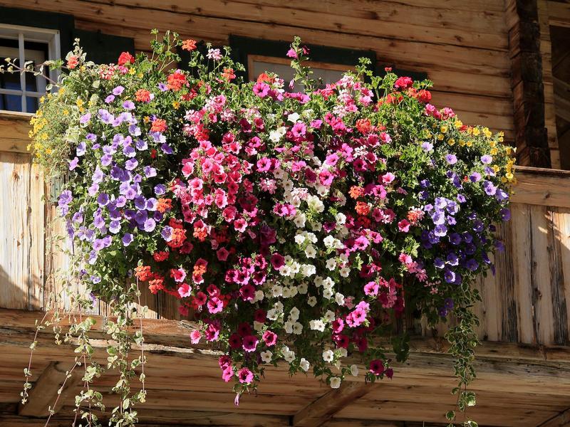 Zasady pielęgnacji surfinii