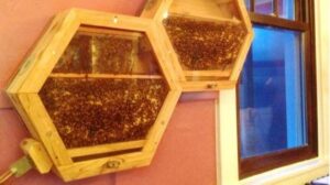 Jak poradzić sobie z gniazdem pszczół przy domu? Kilka skutecznych rozwiązań dla każdego właściciela budynku