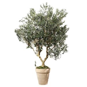 Jak skutecznie sadzić i pielęgnować drzewko oliwne w ogrodzie?