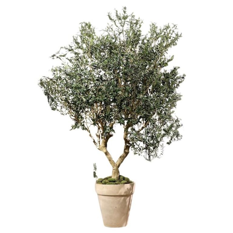 Jak skutecznie sadzić i pielęgnować drzewko oliwne w ogrodzie?