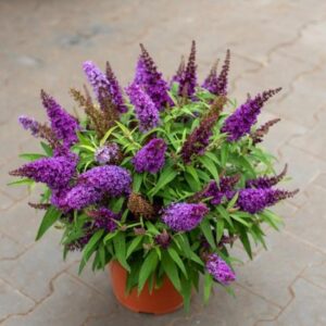 Jak sprawić, by budleja kwitła jak najdłużej? Sprawdź najlepsze porady!