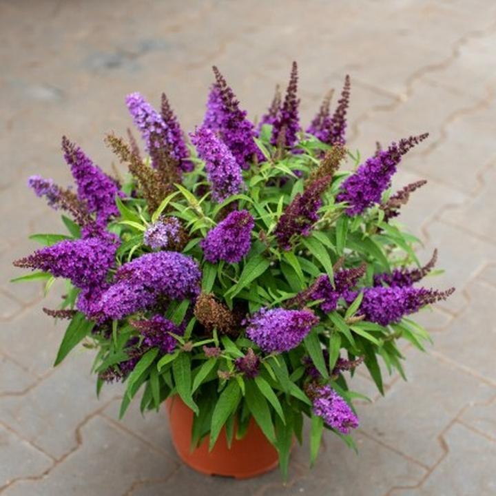 Jak sprawić, by budleja kwitła jak najdłużej? Sprawdź najlepsze porady!