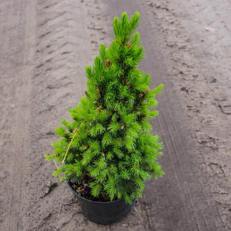 Jak zaaranżować ogród ze świerkiem Conica – praktyczne porady i inspiracje