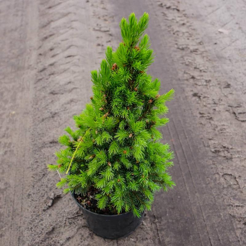 Jak zaaranżować ogród ze świerkiem Conica – praktyczne porady i inspiracje