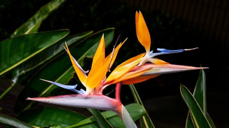 Jak zadbać o strelicje w doniczce, aby pięknie rosły? Praktyczne porady dotyczące pielęgnacji i uprawy