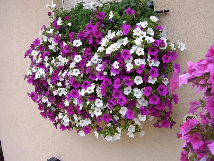 Kiedy kwitną surfinie i jak je prawidłowo uprawiać? Poradnik dla ogrodników