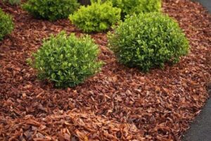 Rośliny, które najlepiej rozwijają się na korze jako ściółce