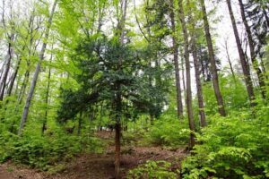 Sekrety skutecznego przycinania cisów – kiedy i jak to robić? Poradnik ogrodnika