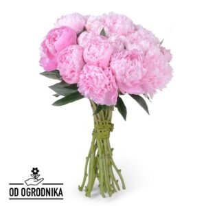 Sekrety udanej uprawy piwonii – jak to robić krok po kroku?